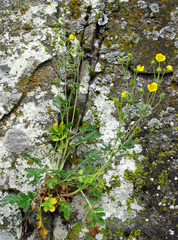 Potentilla agrimonioides