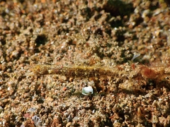 Acentronura breviperula