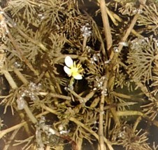 Ranunculus subrigidus