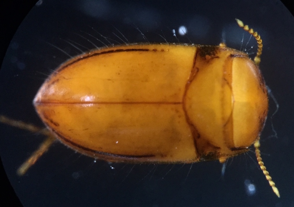 Psychopomporus