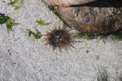 Bunodactis reynaudi