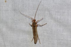 Limnephilus flavicornis