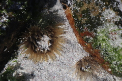 Bunodactis reynaudi
