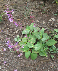 Salvia beckeri