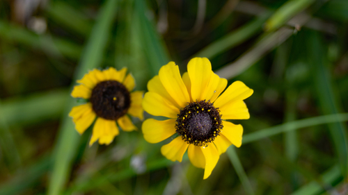 Rudbeckia hirta image