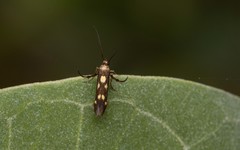 Eretmocera