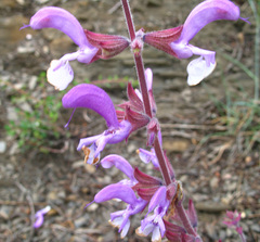 Salvia beckeri