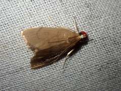 Lepidoplaga
