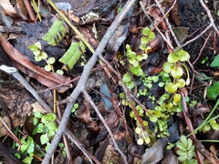 Epilobium pedunculare