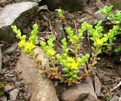 Sedum annuum