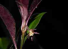 Palicourea tenerior