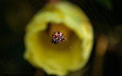 Thelacantha