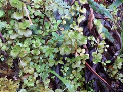 Epilobium pedunculare