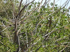 Erythrina crista-galli