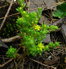 Sedum annuum