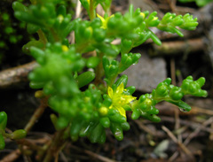 Sedum annuum