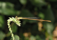 Ceriagrion olivaceum