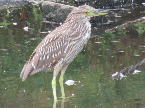 Black-crowned Night Heron photographed in Connecticut