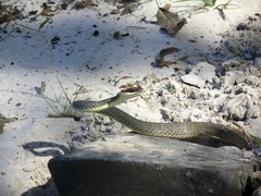 Chironius quadricarinatus