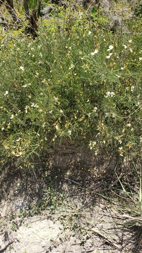 Coursetia gracilis