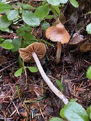 Cortinarius acutus