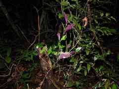 Palicourea tenerior