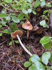 Cortinarius acutus