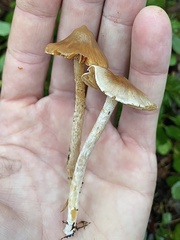 Cortinarius acutus