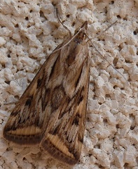 Loxostege cereralis