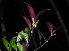 Palicourea tenerior