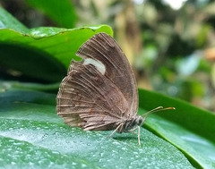 Mycalesis patnia