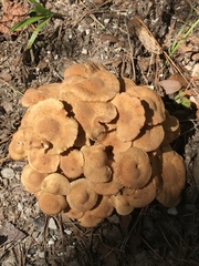 Desarmillaria caespitosa image