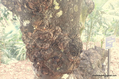 Diospyros malabarica