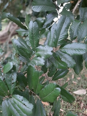 Cupania