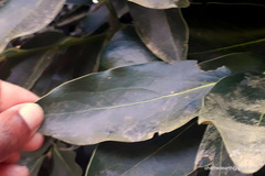 Diospyros malabarica