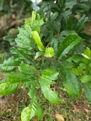 Cupania