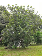 Cupania