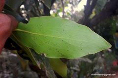 Diospyros malabarica