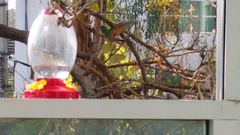 Saucerottia beryllina