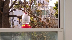 Saucerottia beryllina