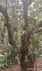 Diospyros malabarica