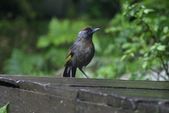 Trochalopteron melanostigma