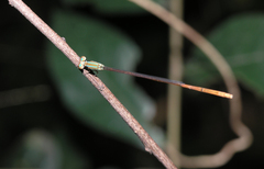 Aciagrion pallidum