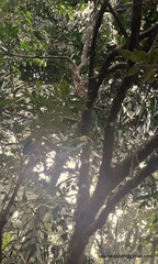 Diospyros malabarica