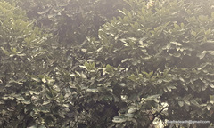 Diospyros malabarica