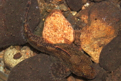 Cottus rhotheus