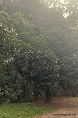 Diospyros malabarica