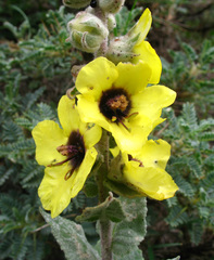 Verbascum formosum