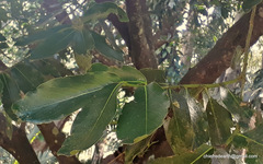 Diospyros malabarica