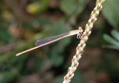 Ceriagrion olivaceum